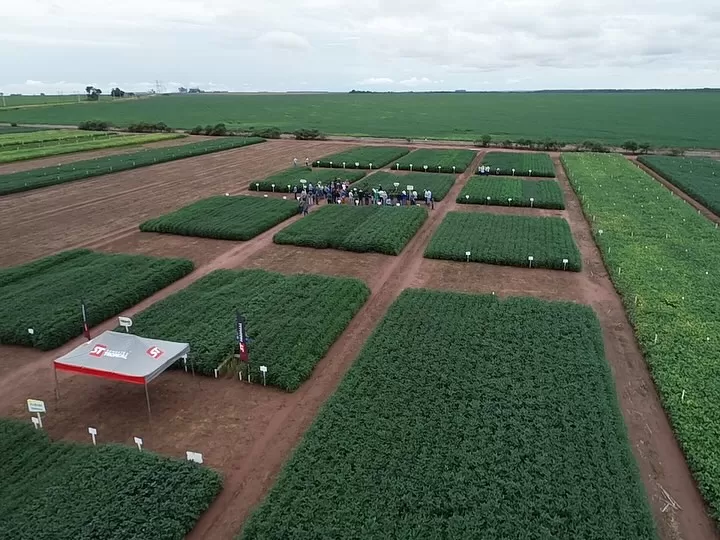 Bettini Consultoria aposta na Farm Show MT 2025 para expandir atuação no agronegócio