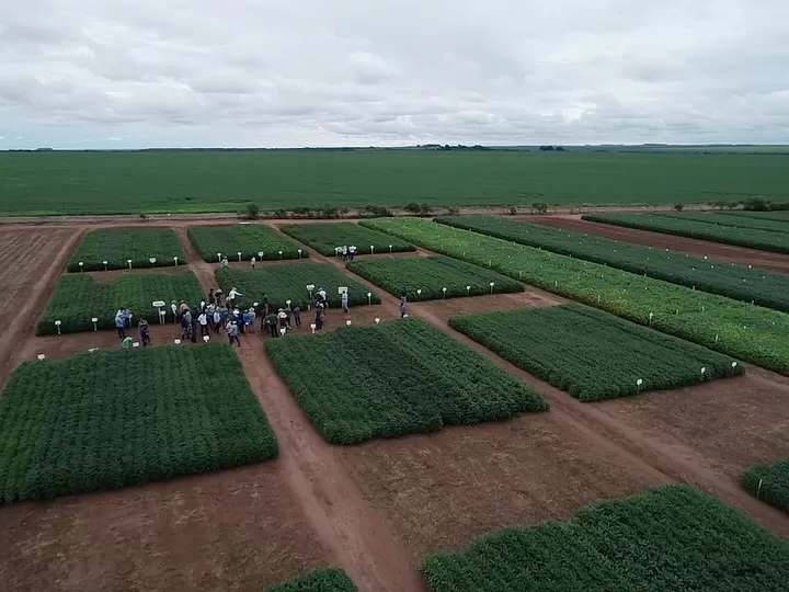 Bettini Consultoria aposta na Farm Show MT 2025 para expandir atuação no agronegócio